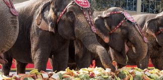 Ringling Brothers | I-4 Exit Guide