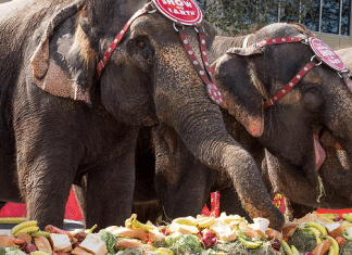 Ringling Brothers | I-4 Exit Guide