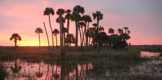 Lake Woodruff National Wildlife Refuge | I-4 Exit Guide