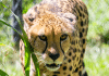 Central Florida Zoo & Botanical Gardens, West Seminole Boulevard, Sanford, Florida | I-4 Exit Guide