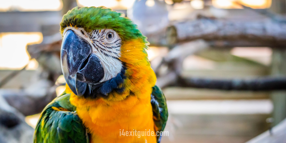 Gatorland - Orlando, Florida | I-4 Exit Guide